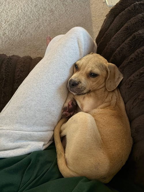 Photo of Scout, adoptable Black Mouth Cur in Holly Springs, North Carolina
