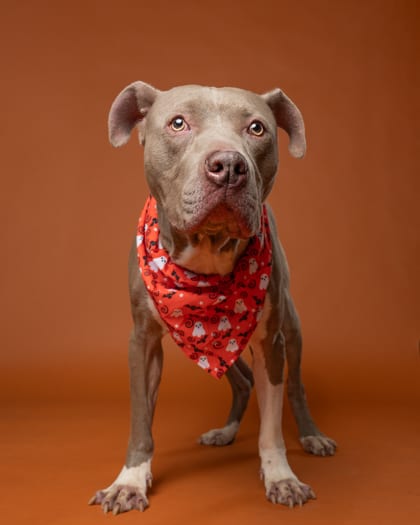 Photo of Gourmet, adoptable dog in Atlanta, Georgia