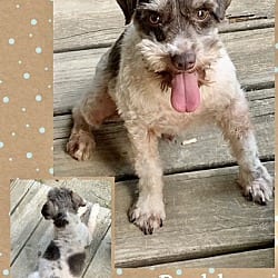 Photo of Buddy 1, adoptable Schnauzer (Miniature) in East Hartford, Connecticut