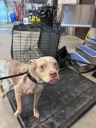 Photo of Charlotte, adoptable dog in Atlanta, Georgia