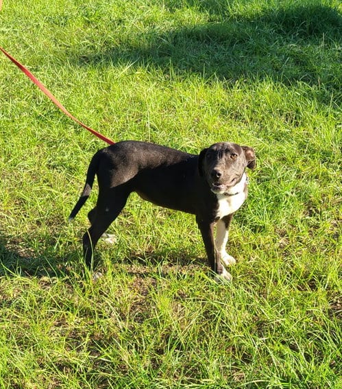 Photo of Oakley, adoptable Labrador Retriever in Sheridan, Texas