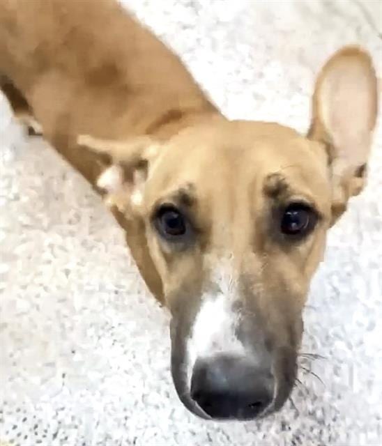 Photo of Senior Black Mouth Cur mix, adoptable Black Mouth Cur mix in Houston, Texas