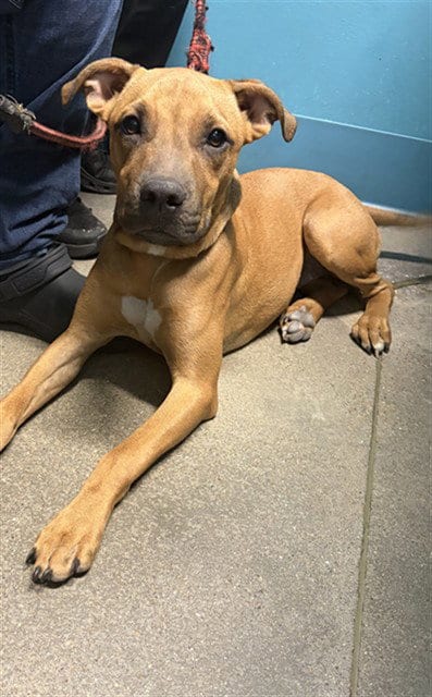 Photo of Tessie, adoptable Staffordshire Bull Terrier in Houston, Texas