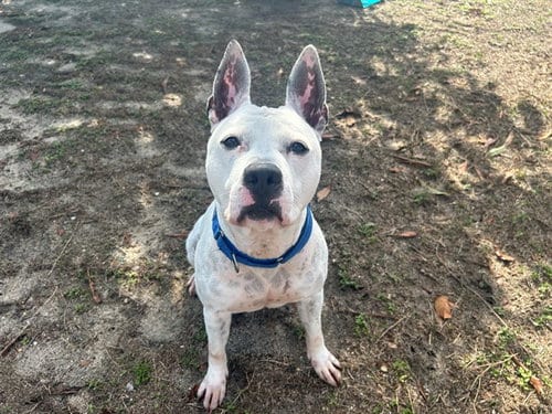 Photo of Figgy, adoptable American Staffordshire Terrier in Ocala, Florida