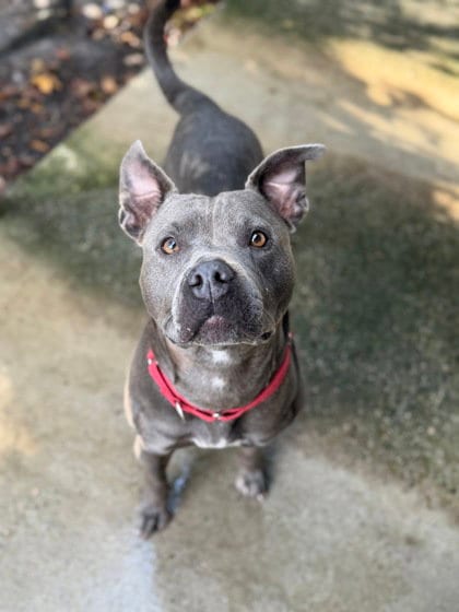 Photo of Sweet Pea, adoptable Pit Bull Terrier in North Myrtle Beach, South Carolina