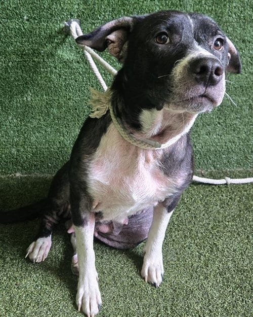 Photo of Queen, adoptable Border Collie in Lancaster, California