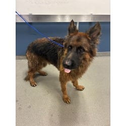 Photo of Rex, adoptable German Shepherd Dog in Doral, Florida