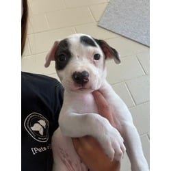 Photo of Ghostface, adoptable Mixed Breed (Medium) in Baton Rouge, Louisiana