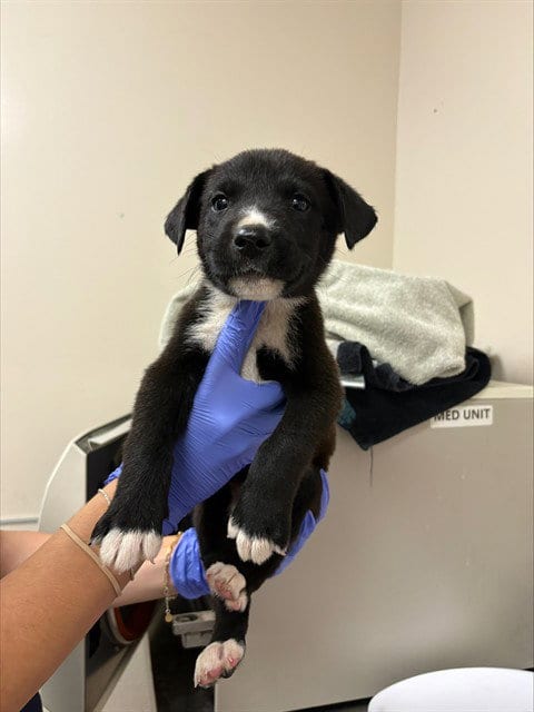 Photo of Robin, adoptable German Shepherd Dog in Sacramento, California