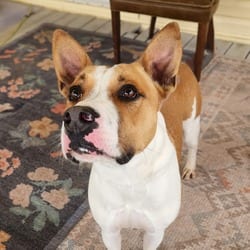 Photo of Bobby Darin (D.O.G.) JuM, adoptable Labrador Retriever Mixed Breed (Medium) in Hartford, Connecticut