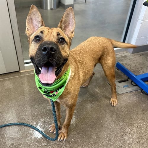 Photo of Scooby, adoptable Boxer in Mesa, Arizona