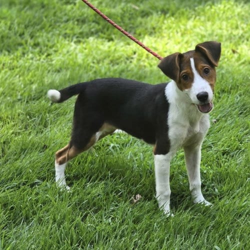 Photo of Zanka, adoptable Beagle in Yardley, Pennsylvania