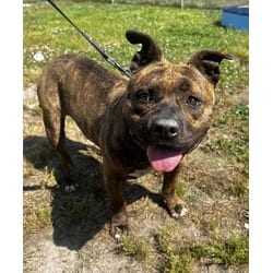 Photo of Brooklyn, adoptable Mixed Breed (Medium) in Georgetown, Delaware