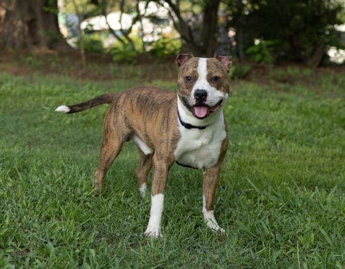 Photo of Willy, adoptable Unknown breed in Durham, North Carolina