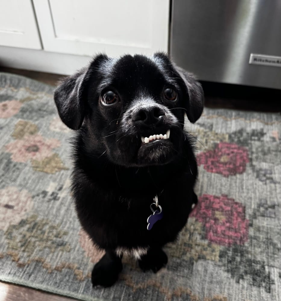 Photo of Pretzel, adoptable Pug in Oak Bluffs, Massachusetts