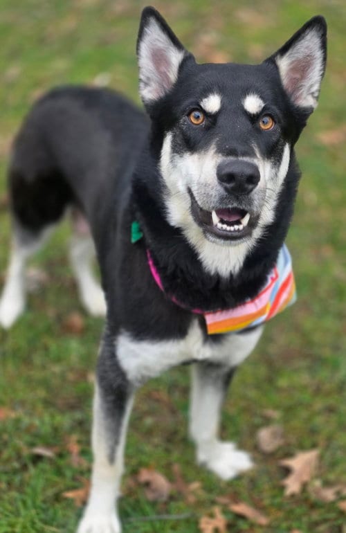 Photo of Stormi, adoptable Shepherd in Clarkston, Michigan