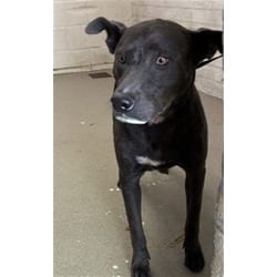 Photo of Sally, adoptable Labrador Retriever American Pit Bull Terrier in San Bernardino, California
