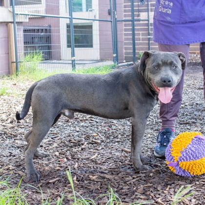 Photo of Jye, adoptable dog in Chamblee, Georgia