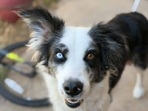 Photo of Pickles, adoptable Border Collie in OKLAHOMA CITY, Oklahoma