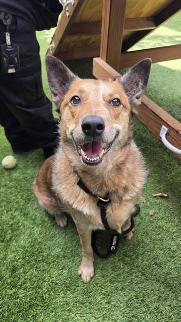 Photo of Rebel, adoptable Australian Cattle Dog in San José, California