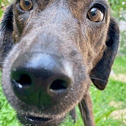 Photo of Mabel, adoptable Hound (Unknown Type) Mixed Breed (Medium) in Washington, District of Columbia
