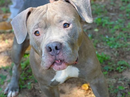 Photo of Alex, adoptable American Pit Bull Terrier in Tallahassee, Florida
