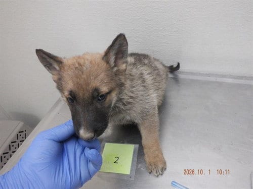 Photo of Laurie, adoptable German Shepherd Dog in Oroville, California