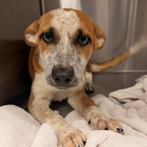 Photo of Juno, adoptable Unknown breed in Rancho Santa Fe, California