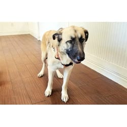 Photo of Thornton, adoptable Anatolian Shepherd in Ft Lauderdale, Florida
