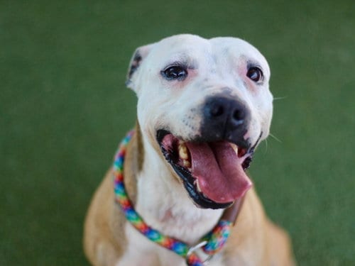 Photo of Galtie, adoptable Pit Bull Terrier in Los Angeles, California