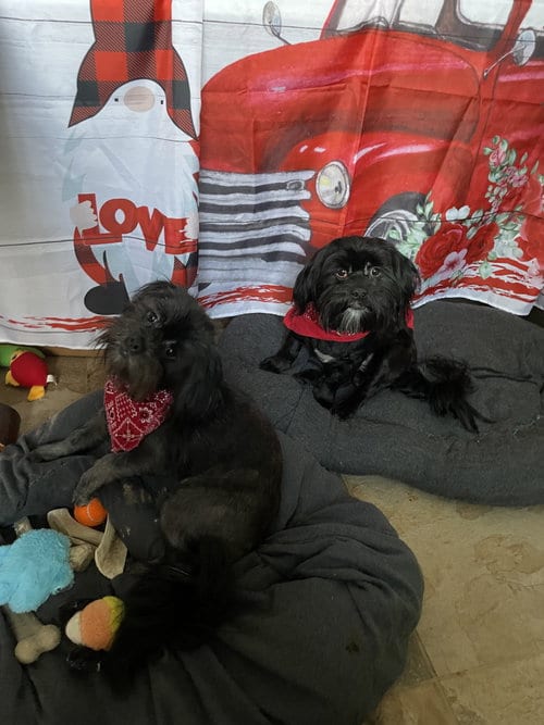 Photo of Teddy & Bear 2, adoptable Shih Tzu in Valrico, Florida