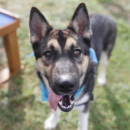Photo of Jack, adoptable Husky in San Antonio, Texas