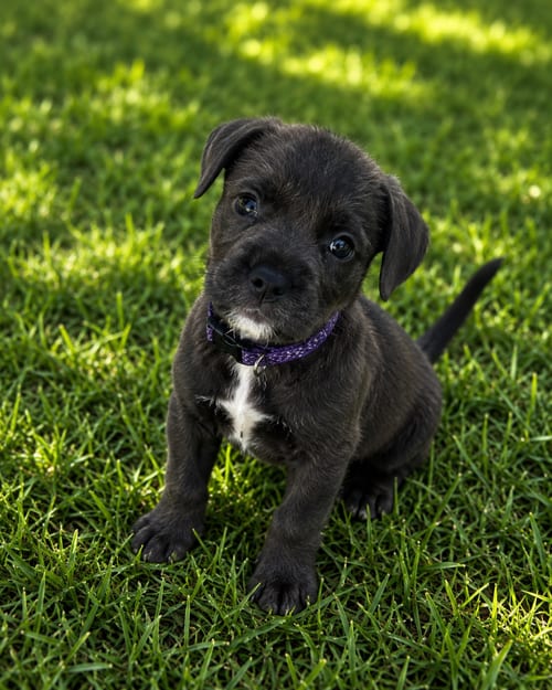 Photo of Wonder Lee, adoptable Terrier in Mooresville, North Carolina