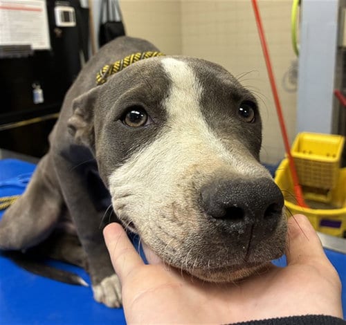 Photo of Bliss, adoptable American Pit Bull Terrier in Phoenix, Arizona