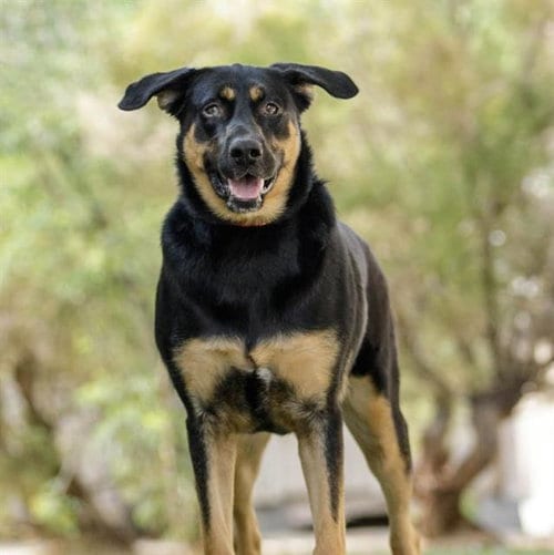 Photo of Miranda, adoptable Rottweiler in Las Vegas, Nevada