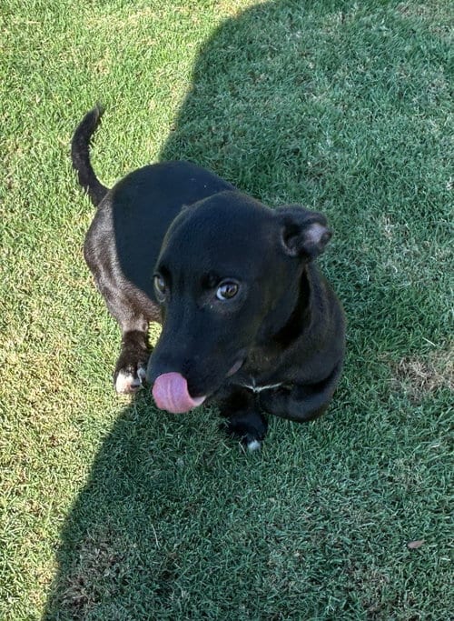 Photo of Scooby, adoptable Basset Hound in Little Elm, Texas