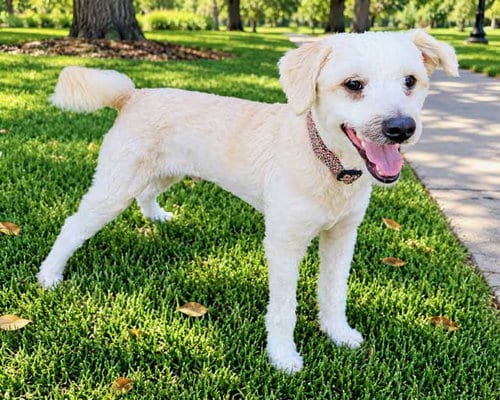 Photo of Banjo, adoptable Poodle (Miniature) in Sussex, New Jersey