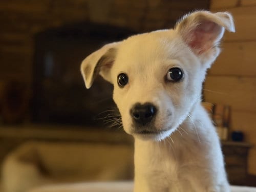 Photo of Poppins, adoptable Jack Russell Terrier in Ball Ground, Georgia
