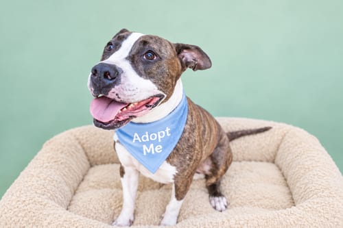 Photo of Henry, adoptable American Pit Bull Terrier in Inglewood, California