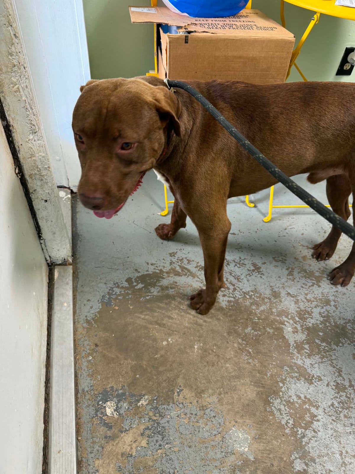 Photo of Donnie, adoptable American Pit Bull Terrier in Fayetteville, West Virginia