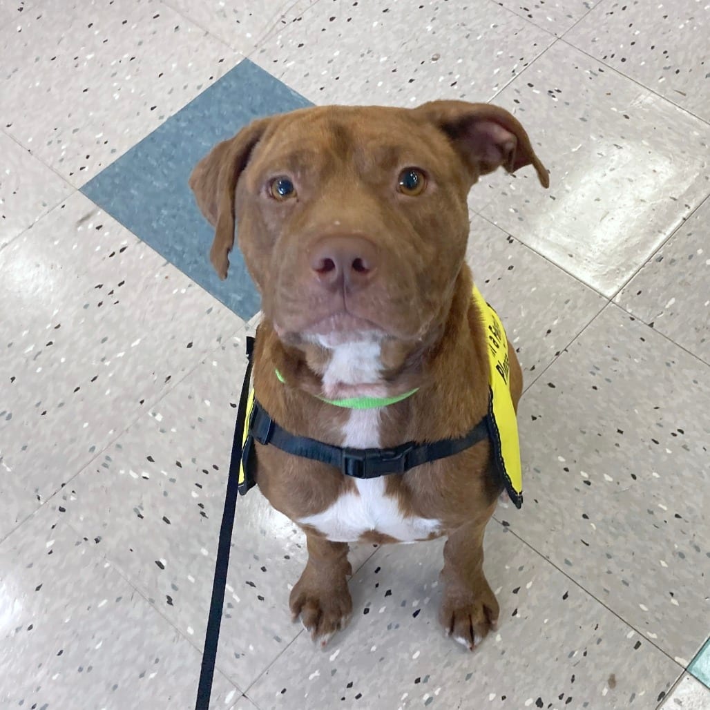 Photo of Glenda, adoptable Mixed Breed (Medium)
