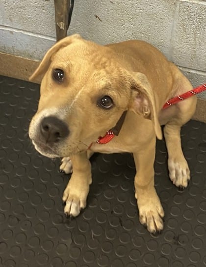Photo of Louvre, adoptable dog in Chamblee, Georgia