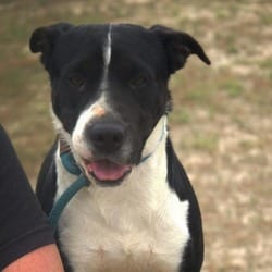 Photo of Betsy JuM, adoptable Shar Pei Mixed Breed (Medium) in Hartford, Connecticut