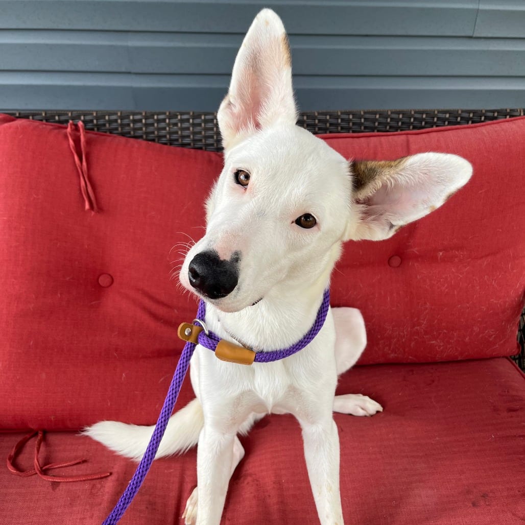 Photo of Alfie Girl, adoptable Shepherd in St. Louis, Missouri