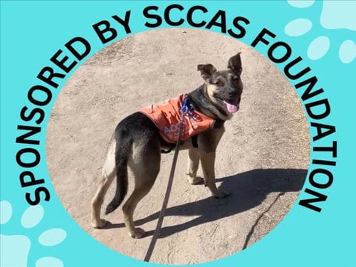 Photo of Bruno, adoptable German Shepherd Dog in Santa Cruz, California