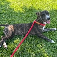 Photo of Link, adoptable Dachshund in Oceanside, California