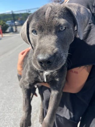 Photo of Bruce Wayne, adoptable dog in Atlanta, Georgia