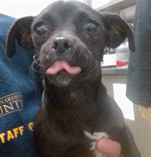 Photo of Macie, adoptable Chihuahua in San Bernardino, California