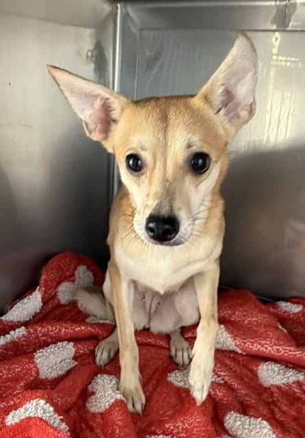Photo of Nala, adoptable Chihuahua in Baldwin Park, California