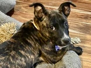 Photo of Pookie, adoptable dog in Georgetown, Texas
